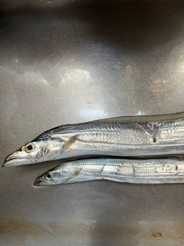 タチウオの釣果
