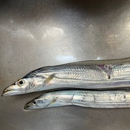 タチウオ