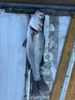 ヒラスズキの釣果