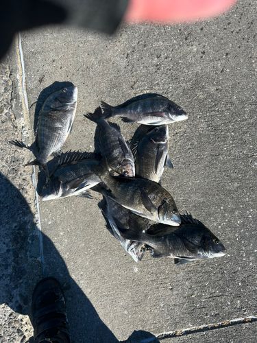 チヌの釣果