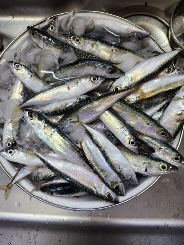 サバの釣果
