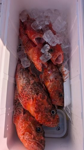 オニカサゴの釣果