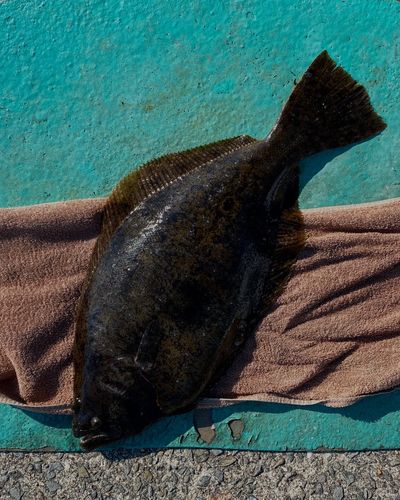 ヒラメの釣果