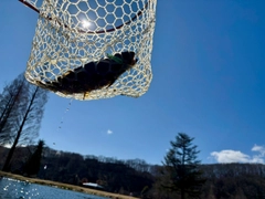 トラウトの釣果