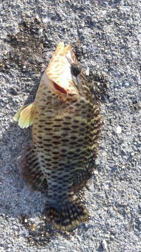 メガネモチノウオの釣果