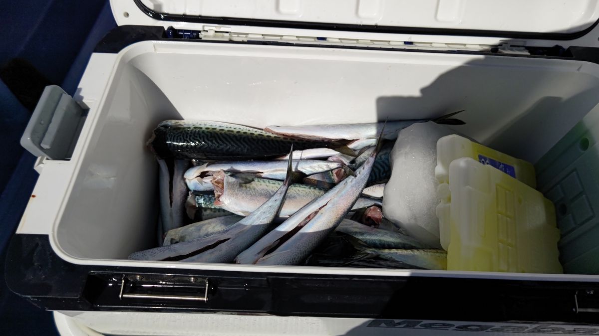 南海さんさんの釣果 1枚目の画像