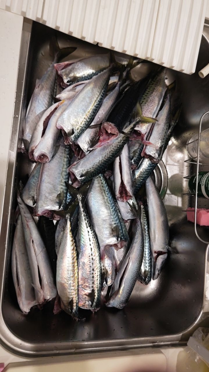 南海さんさんの釣果 2枚目の画像