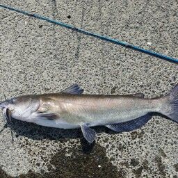 アメリカナマズ