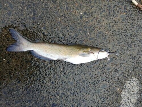 アメリカナマズの釣果