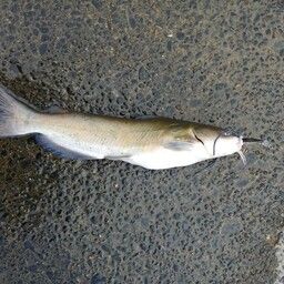 アメリカナマズ