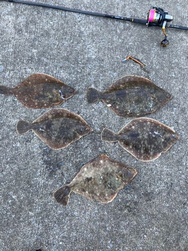 カレイの釣果