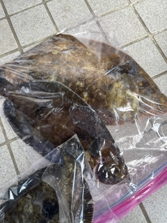 カレイの釣果