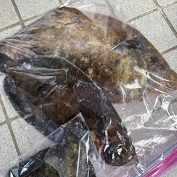 カレイ
