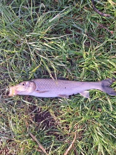 ニゴイの釣果
