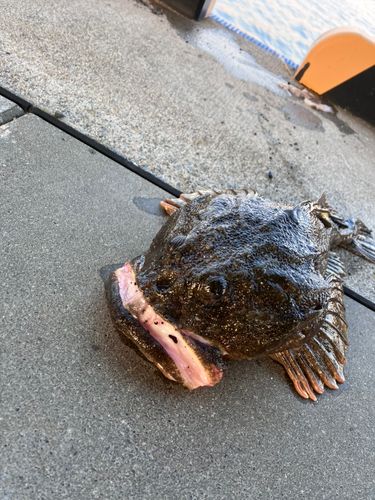 カジカの釣果
