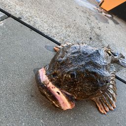 カジカ