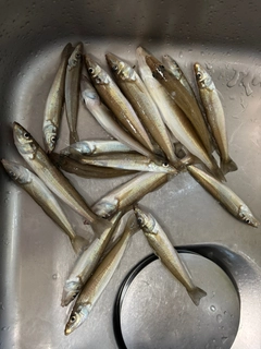 シロギスの釣果