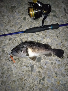 クロソイの釣果