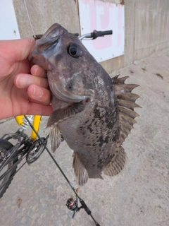 クロソイの釣果