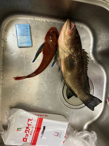 オオモンハタの釣果