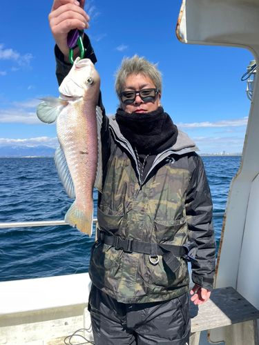シロアマダイの釣果