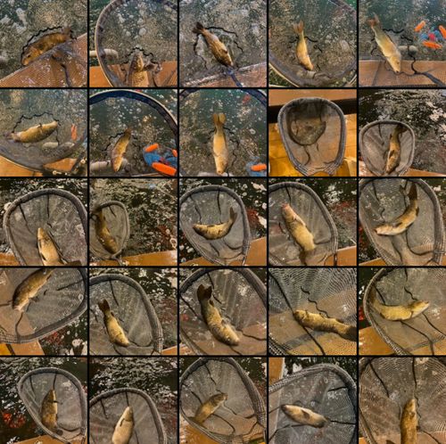 コイの釣果