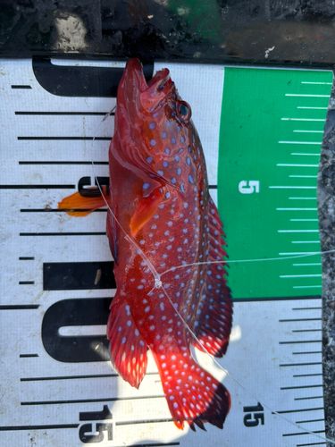 ユカタハタの釣果