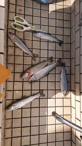 ニジマスの釣果