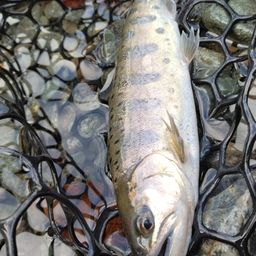 レインボートラウト