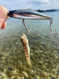 エソの釣果