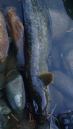 ナマズの釣果