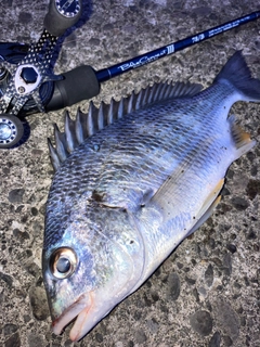 キビレの釣果