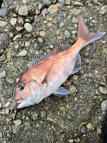 マダイの釣果