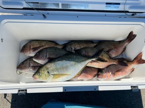 マダイの釣果