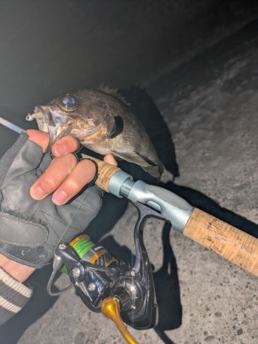 クロメバルの釣果