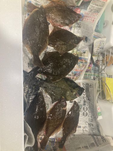 マガレイの釣果