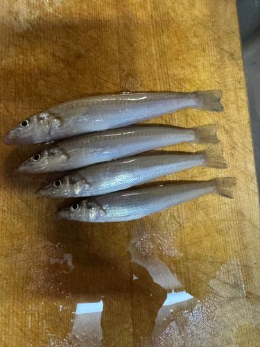 キスの釣果