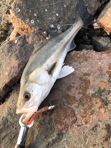 セイゴ（タイリクスズキ）の釣果