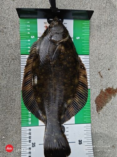 クロガレイの釣果