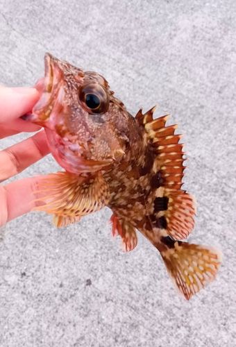 カサゴの釣果