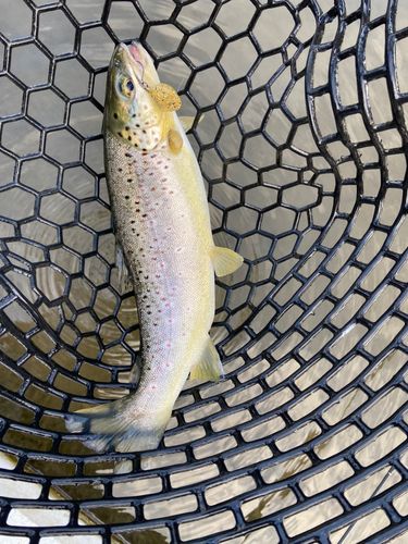 ブラウントラウトの釣果