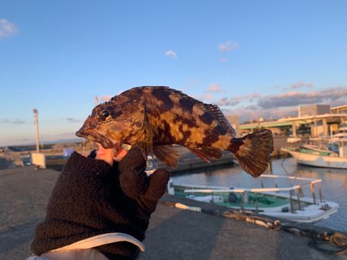 カサゴの釣果
