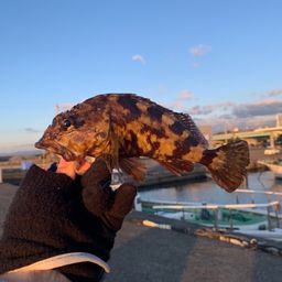 カサゴ