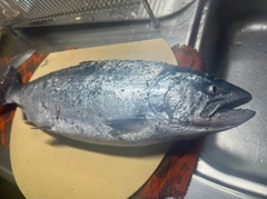 サクラマスの釣果