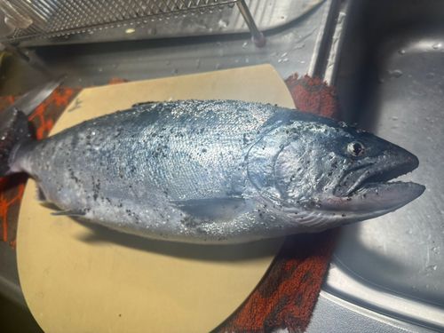 サクラマスの釣果