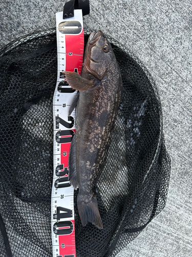 アイナメの釣果