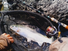ニジマスの釣果