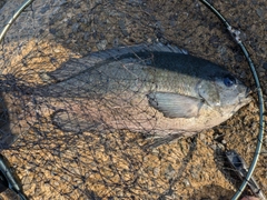 クチブトグレの釣果