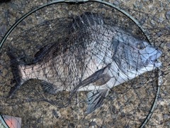 チヌの釣果