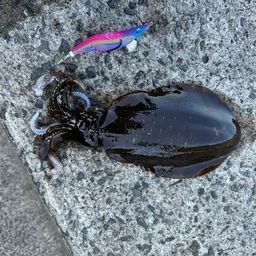 アオリイカ